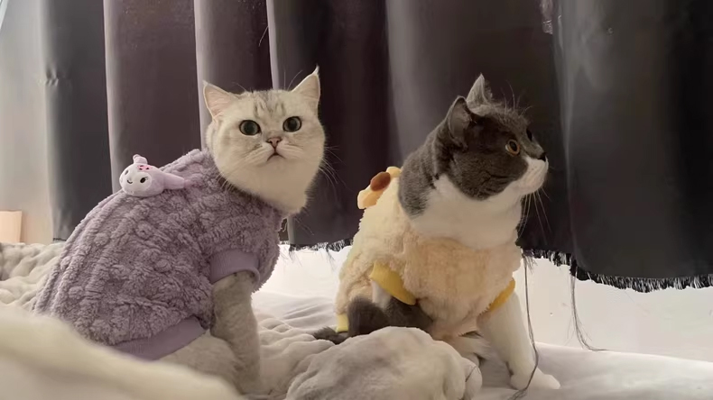 宠物上门喂养服务