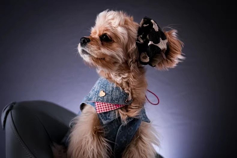 宠物摄影狗狗生日照拍摄，宠物户外写真，摄影